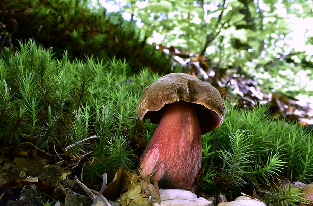 hríb zrnitohlúbikový Sutorius luridiformis (Rostk.) G. Wu & Zhu L. Yang