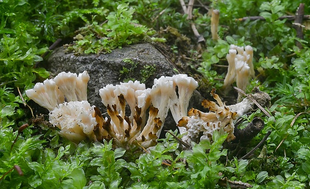 Tremellodendropsis tuberosa (Grev.) D.A. Crawford