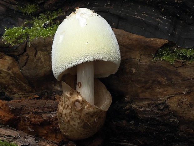 pošvovec stromový Volvariella bombycina (Schaeff.) Singer