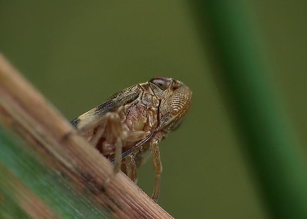 peniarka jelšová Aphrophora alni