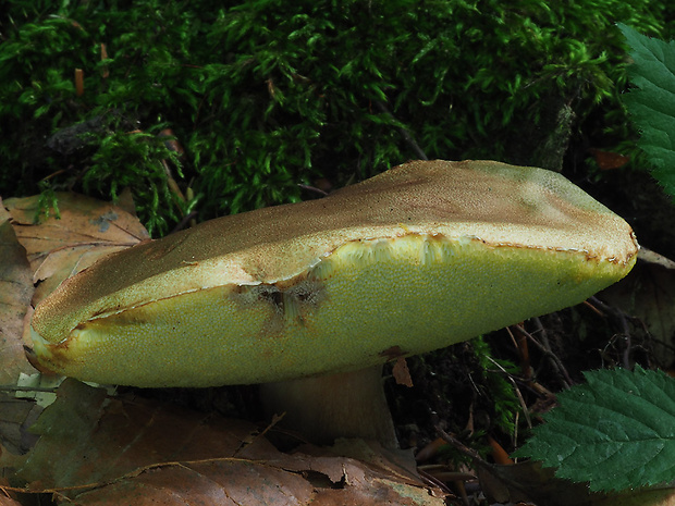 hríb smrekový Boletus edulis Bull.