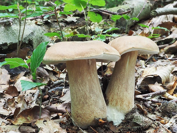 hríb dubový Boletus reticulatus Schaeff.