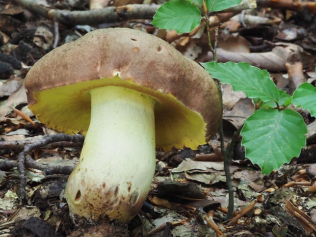 hríb príveskatý Butyriboletus appendiculatus (Schaeff. ex Fr.) Secr.