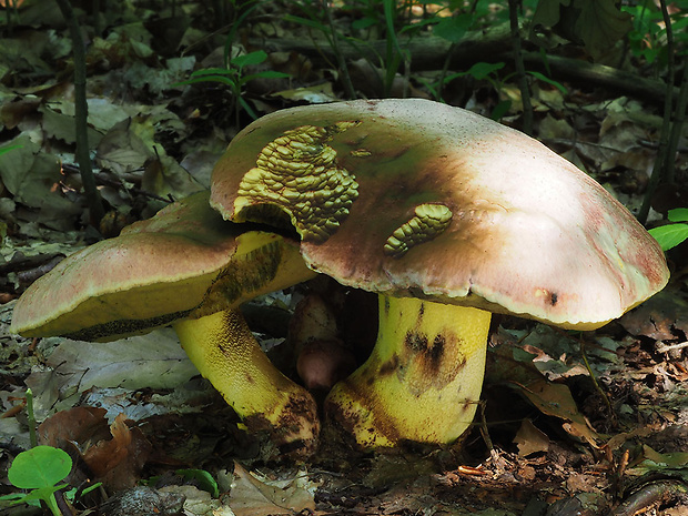 hríb kráľovský Butyriboletus regius (Krombh.) D. Arora & J.L. Frank