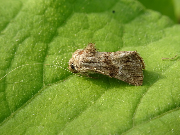 mora pyšteková Calophasia lunula