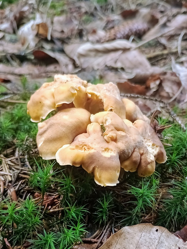 kuriatko jedlé ametystové Cantharellus amethysteus (Quél.) Sacc.