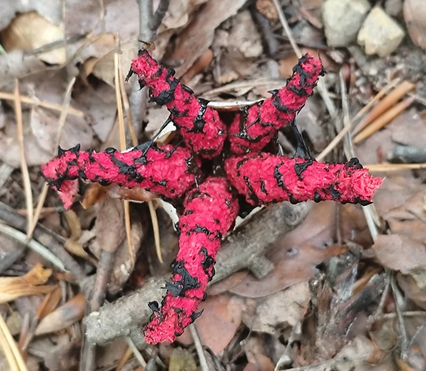 mrežovka kvetovitá Clathrus archeri (Berk.) Dring