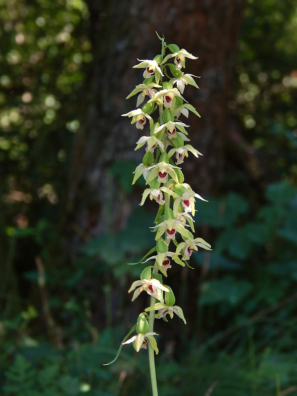 kruštík rožkatý Epipactis muelleri Godfery