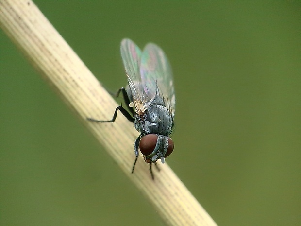 slnivka ♀ Fannia fuscula  (Fallén, 1825),