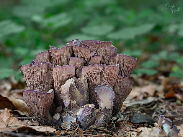 lievikovec kyjakovitý Gomphus clavatus (Pers.) Gray