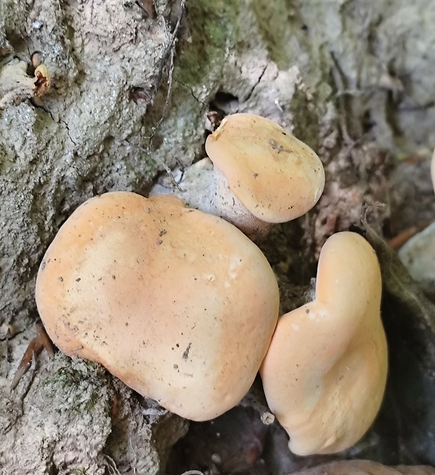 jelenka poprehýbaná Hydnum repandum L.