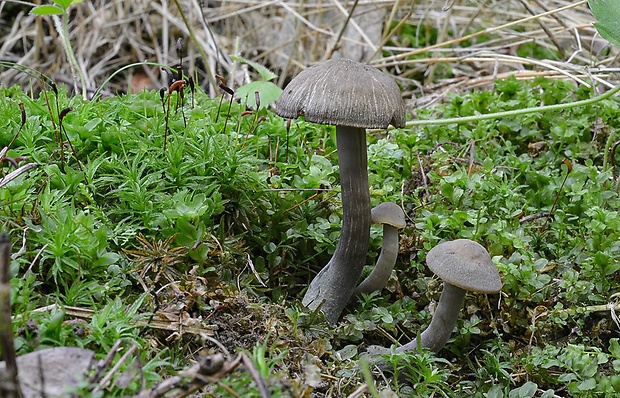 lúčnica ovčia Hygrocybe ovina (Bull.) Kühner