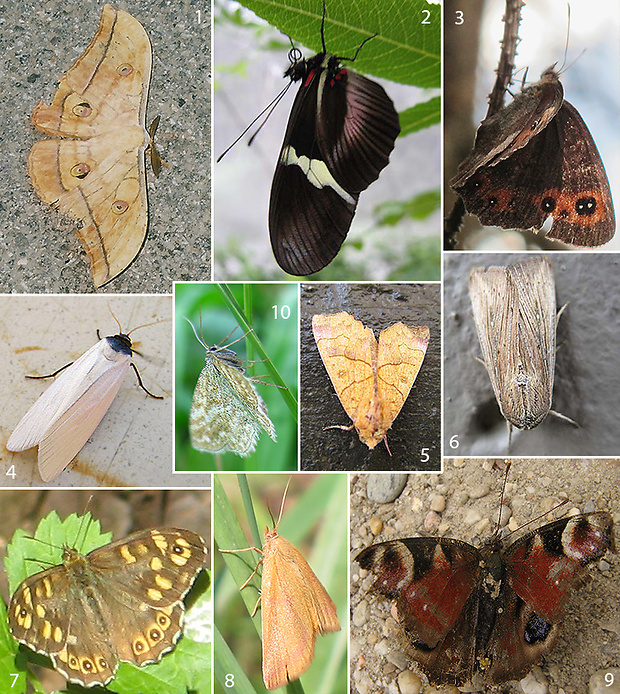 motýle Lepidoptera ord.