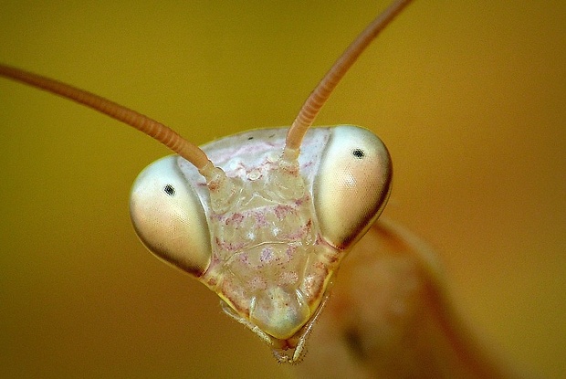 modlivka zelená (sk) / kudlanka nábožná (cz) Mantis religiosa (Linnaeus, 1758)