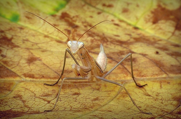 modlivka zelená (sk) / kudlanka nábožná (cz) Mantis religiosa (Linnaeus, 1758)