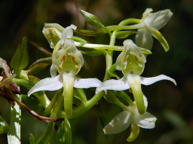 vemenník zelenkastý Platanthera chlorantha (Custer) Reinchenb.