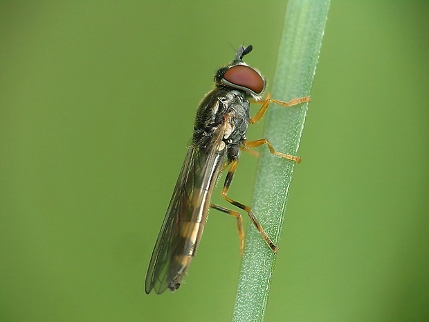 pestrica ♀ Platycheirus europaeus  Goeldlin, Maibach & Speight, 1