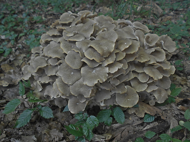 trúdnik klobúčkatý Polyporus umbellatus (Pers.) Fr.