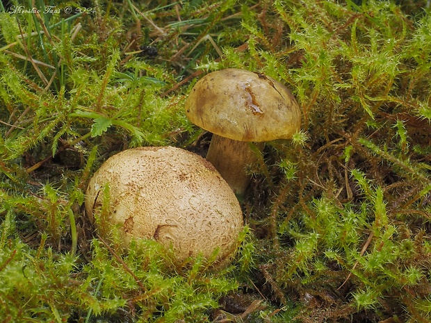 suchohríb cudzopasný Pseudoboletus parasiticus (Bull.) Šutara