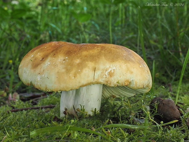 plávka haringová Russula graveolens Romell