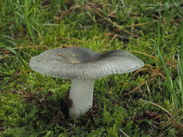 plávka modrozelená Russula parazurea Jul. Schäff.