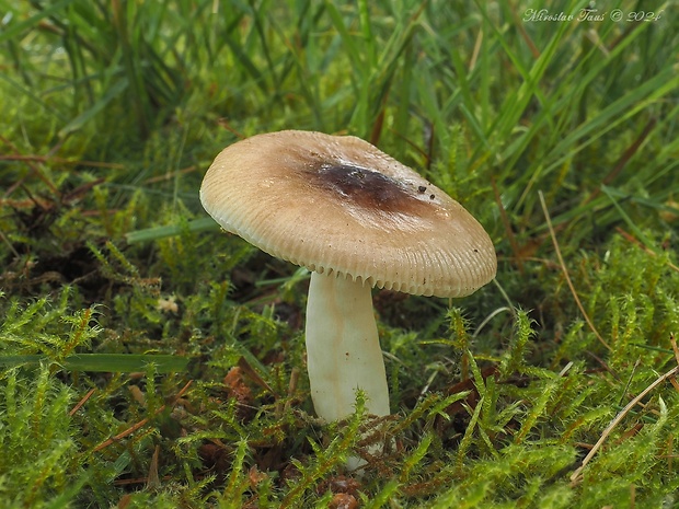 plávka dievčenská Russula puellaris Fr.