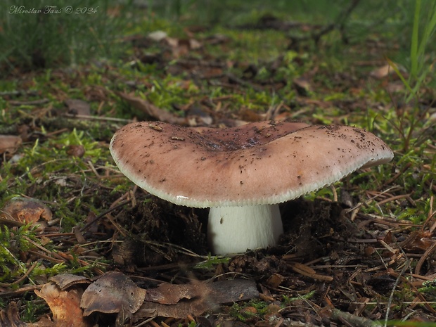 plávka mandľová Russula vesca Fr.