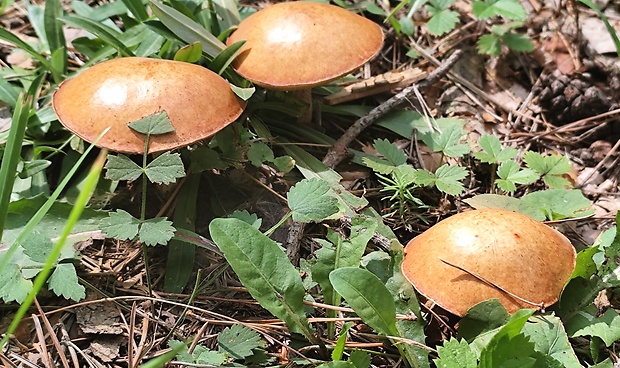 masliak Suillus sp.