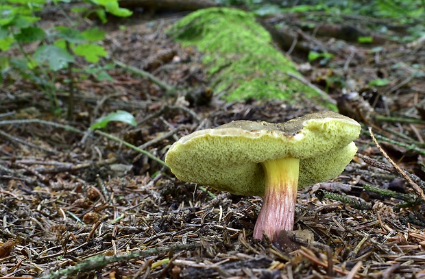 suchohríb žltomäsový Xerocomellus chrysenteron (Bull.) Šutara