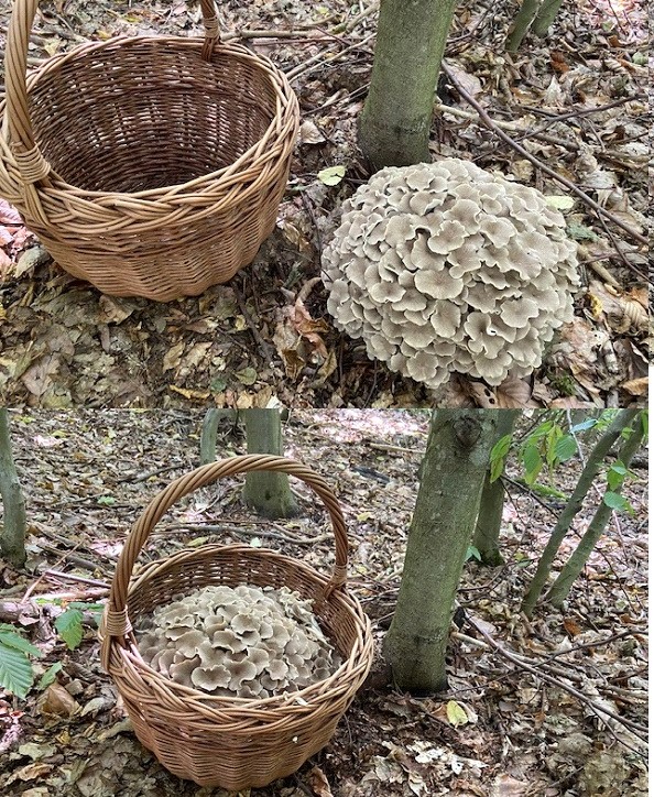 trúdnik klobúčkatý Polyporus umbellatus (Pers.) Fr.