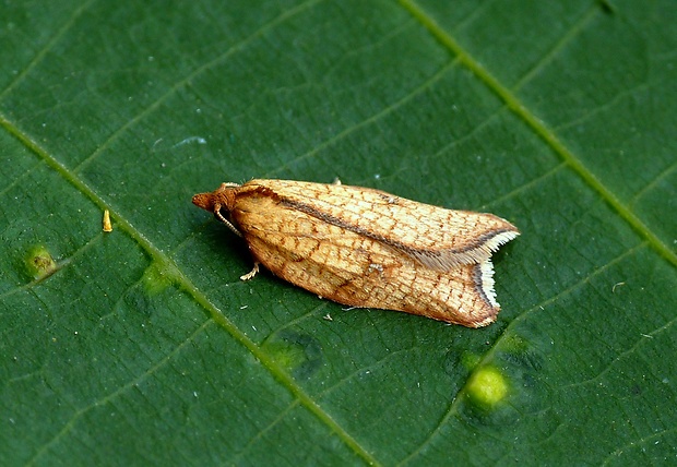 obaľovač hruškový Acleris rhombana