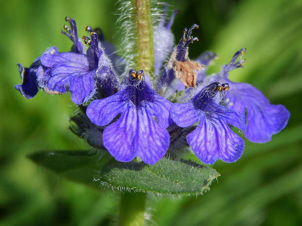 zbehovec ženevský Ajuga genevensis L.