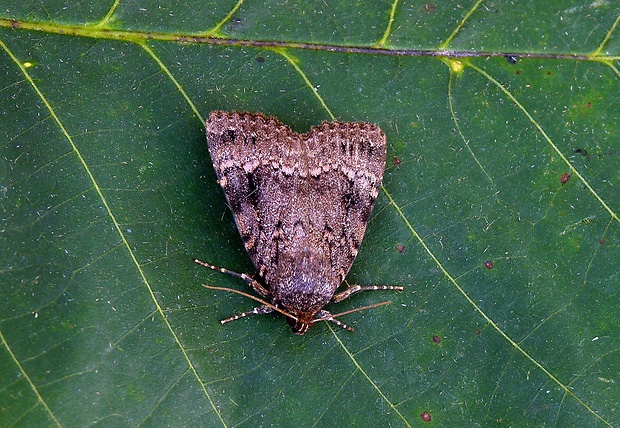 blyšťavka orechová Amphipyra pyramidea