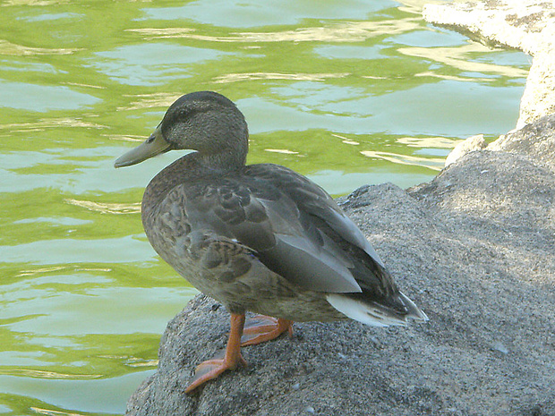 kačica divá  Anas platyrhynchos (Linnaeus, 1758)