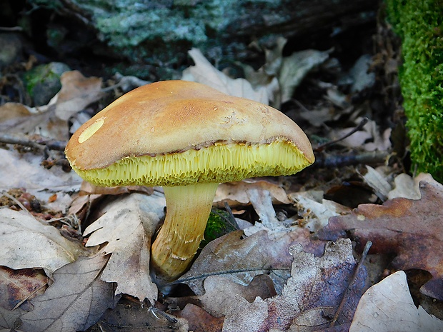 suchohríb plstnatý Boletus subtomentosus L.