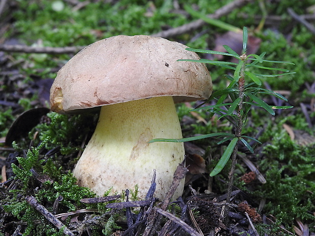 hríb horský Butyriboletus subappendiculatus (Dermek, Lazebn. & J. Veselský) D. Arora & J.L. Frank