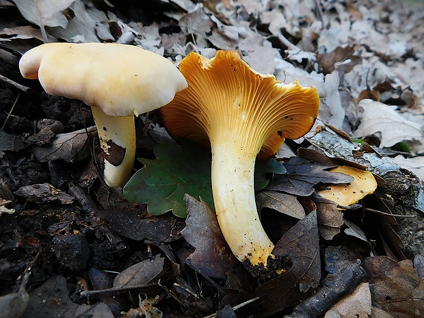 kuriatko bledé Cantharellus pallens Pilát