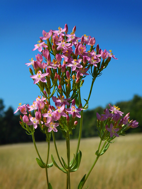 zemežlč menšia Centaurium erythraea Rafn