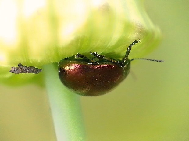 liskavka Chrysolina purpurascens (Germar, 1882)