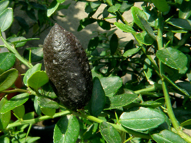 citrus (citrusový kaviár) Citrus australasica (Finger lime)