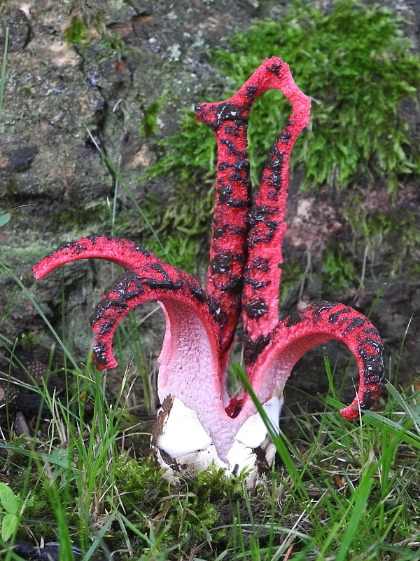 mrežovka kvetovitá Clathrus archeri (Berk.) Dring