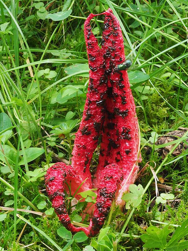 mrežovka kvetovitá Clathrus archeri (Berk.) Dring