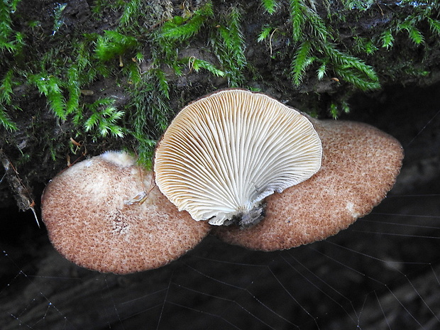 pahliva šafranová Crepidotus crocophyllus (Berk.) Sacc.