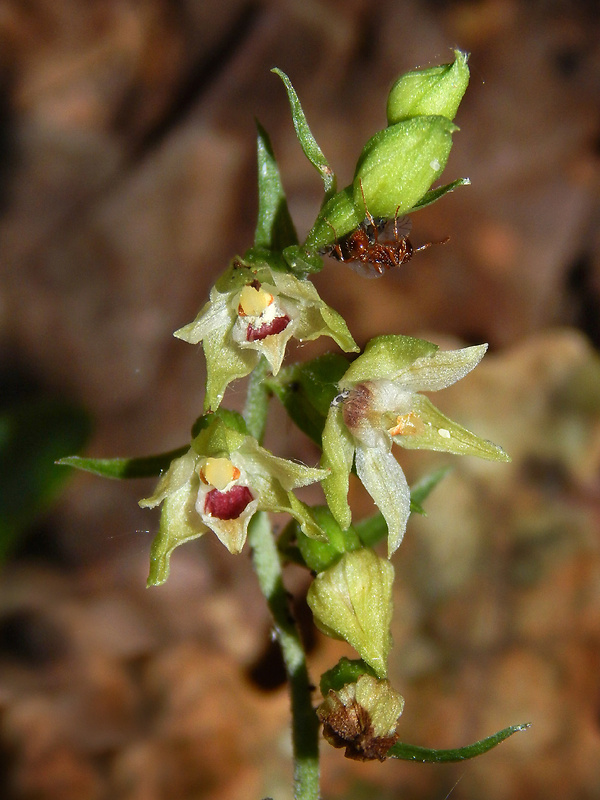 kruštík rožkatý Epipactis muelleri Godfery