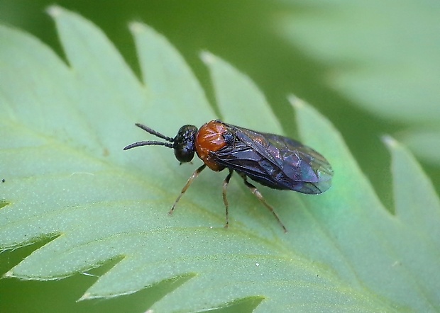 piliarka Eutomostethus ephippium