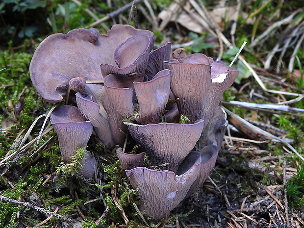 lievikovec kyjakovitý Gomphus clavatus (Pers.) Gray