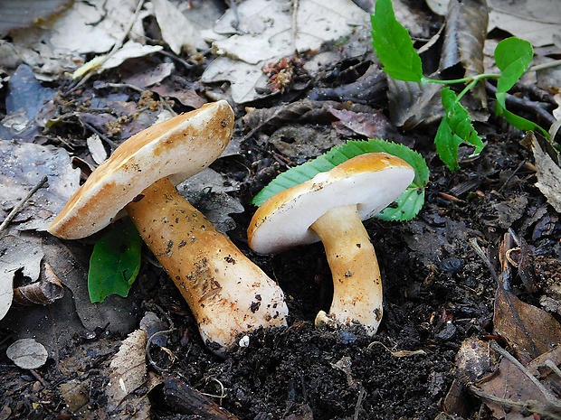 hríbnik gaštanovohnedý Gyroporus castaneus (Bull.) Quél.