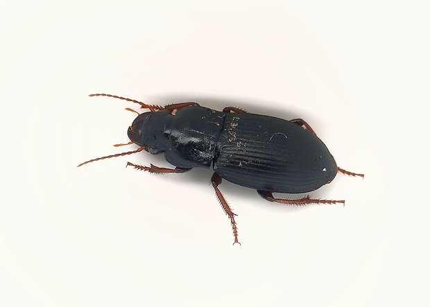 utekáčik Harpalus rufipes