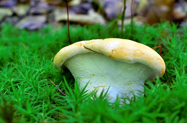 jelenka poprehýbaná Hydnum repandum L.