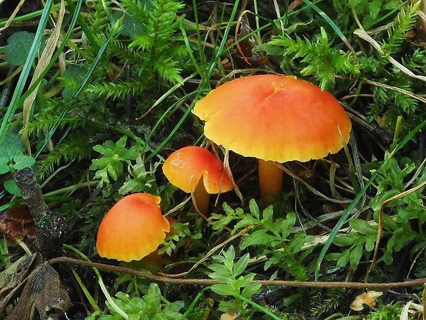 lúčnica žiarivá Hygrocybe fulgens Fuljer, Kautmanová & Boertm.